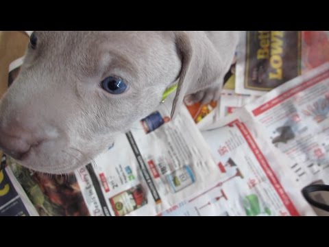 9 Weimaraner Puppies being SUPER CUTE.
