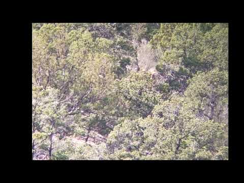 603 Yard Muzzleloader Elk Killshot in New Mexico