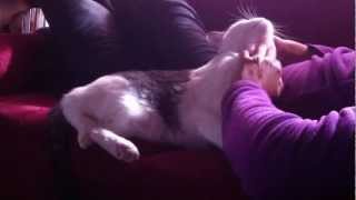 Gato adopcion valladolid Yosune