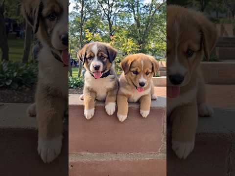 cute puppies playing video #puppy #cute #pets #funny #dog #viral #shorts