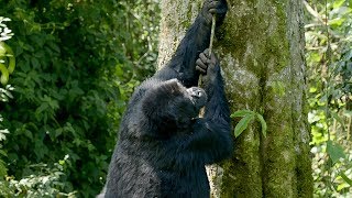 Silverback Gorilla Climbing Fail | Gorilla Family and Me | BBC Earth