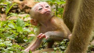 A calm nature |Monkey baby Alfie first time lip smacks to mom Pretty while walking