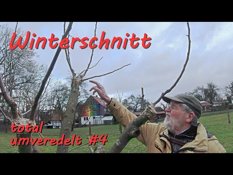 #4 totally re-grafted, the 1st winter cut