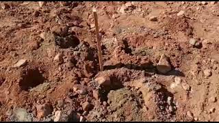 Veja como as plantas crescem depressa PARTE 2