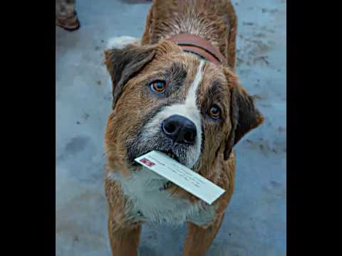 His Instincts Saved Them 🗿 | The Call of the Wild | NO BATIDAO - ZXKAI (slowed) #edit #shorts