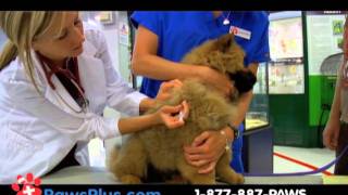 Low cost Dog Vaccinations and Cat Vaccinations by licensed veterinarians near you.