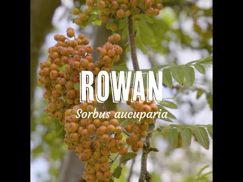 Tree Tuesday thumbnail 5