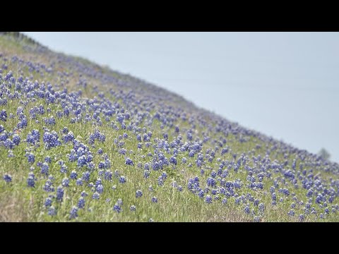 Texas bluebonnets 101: the best spots to what the flowers mean to the community
