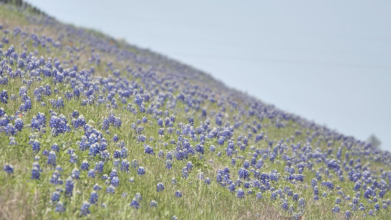 Texas bluebonnets 101: the best spots to what the flowers mean to the community