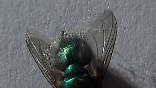 Green Bottle Fly close up