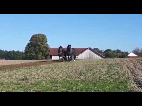 Pflügen mit Pferden - Fanny und Fyva sind einfach ein starkes Gespann