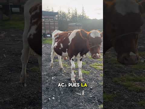 Feria Ganadera Cucunubá A Cundinamarca.