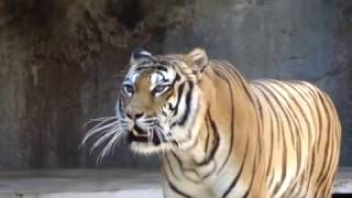 Baustelle &amp; Oliver Onions - Basso, batteria e Sandokan