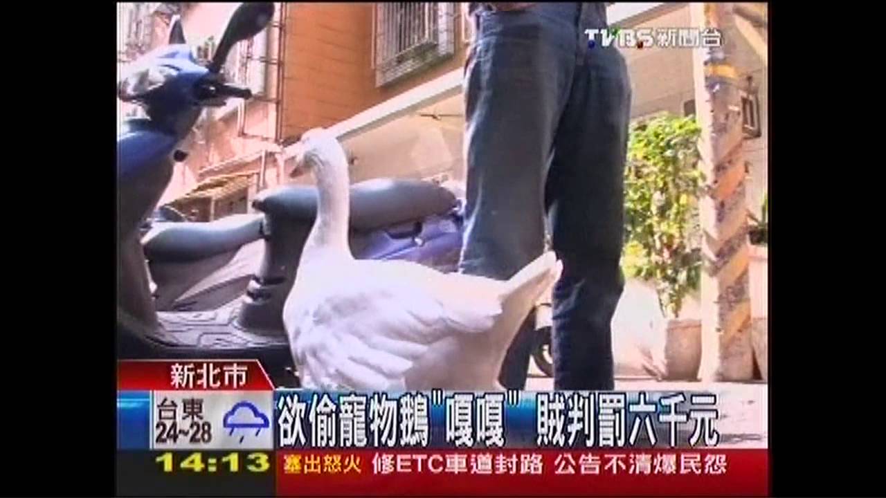 欲偷寵物鵝「嘎嘎」 賊判罰6千元