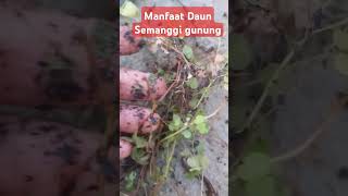 Download lagu Manfaat Daun Semanggi Gunung atau asam kecil #short #shorts #shortvideo #fyp #survival mp3