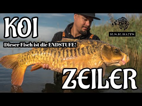 Diesen Fisch wirst du nie vergessen!!! KOIZEILER | Karpfenangeln