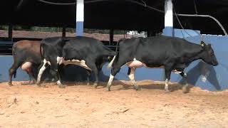 Vídeo 30 - 1ª ETAPA MEGA LIQUIDAÇÃO TOTAL AGROPECUÁRIA MARAJOARA - DIA 4 | GADO GIROLANDO E HOLANDÊS