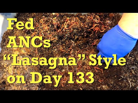 Coffee fed to 'lasagna" layered ANC worm bin at day 133 - vermicompost