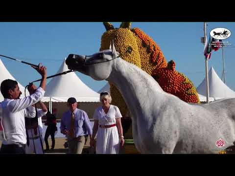 N 66 AMANDA PEGASUS   Mediterranean and Arab Countries AHC   Menton 2022   Mares 9+ Years Old Class