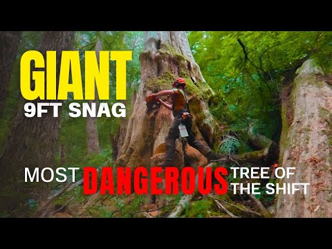 315. Huge Cedar Snag