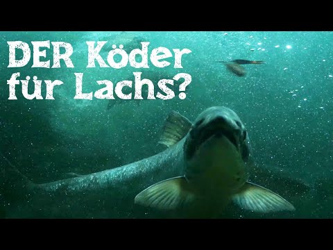 SPINFISHING FOR SALMON - It can be so easy! || TRAVEL AND FISH #7 || Salmon in denmark