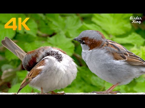 Cat TV Birds 😺 6 Hour Videos for Dogs 🐶Beautiful Sparrows and Doves 🐦Relax Your Pets(4K)