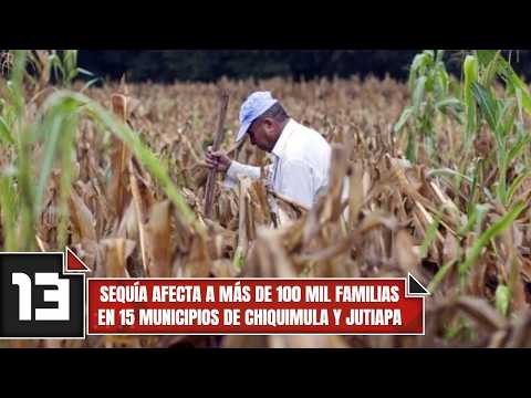 Sequía afecta a más de 100 mil familias en 15 municipios de Chiquimula y Jutiapa