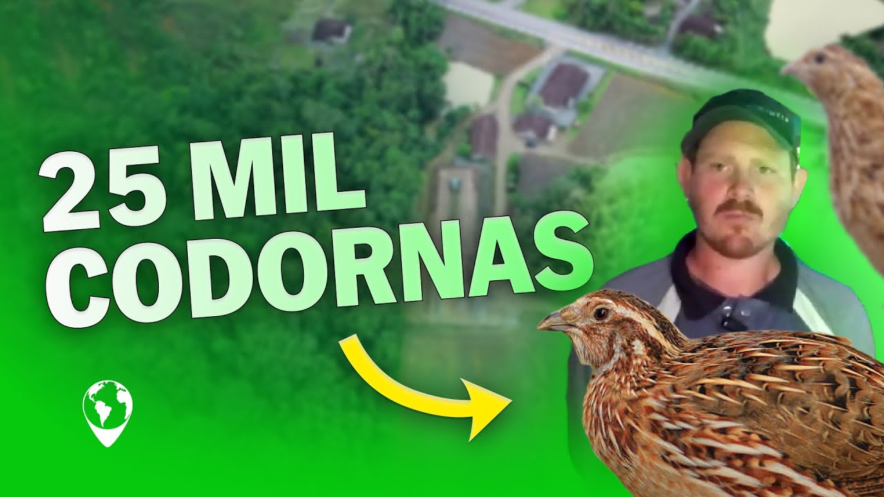 CODORNAS - Como LUCRAR com 25 MIL AVES?