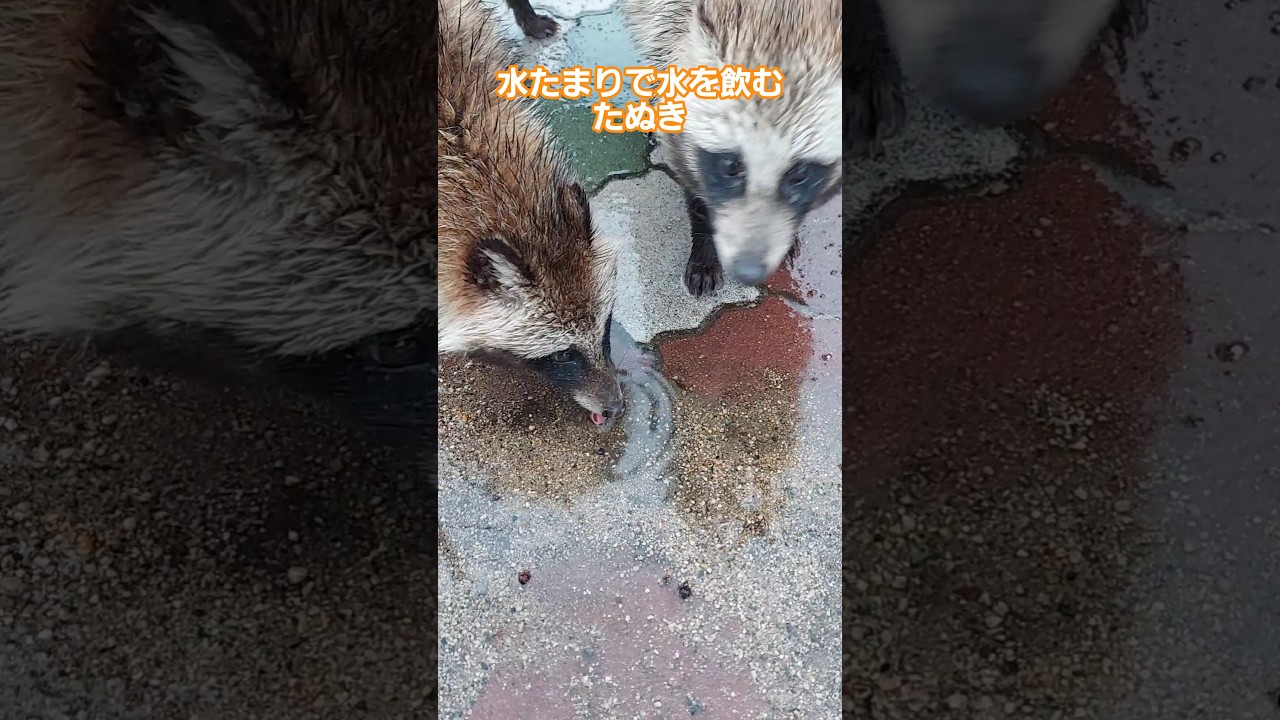 水たまりで水を飲む、たぬき