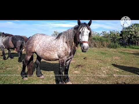 Zsolti Zenész~Koszti küldi az irigyeinek