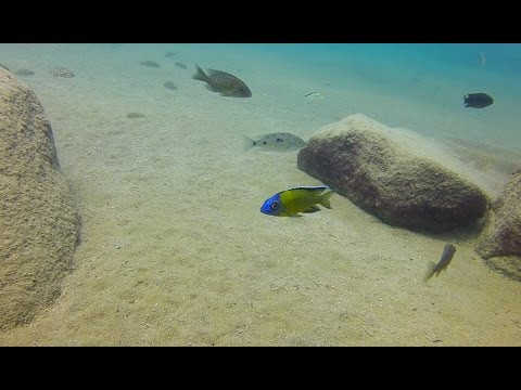 Aulonocara stuartgranti a Tchinga Reef, Usisya