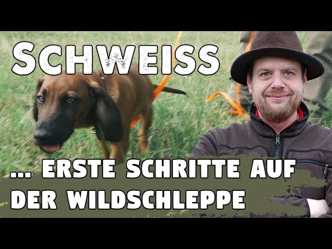 Jagdhundeausbildung für die Nachsuche: Erste Schritte mit dem Welpen auf der Futter- u. Wildschleppe