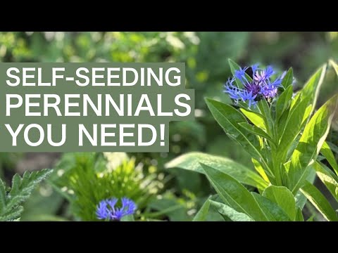 10 Self-Seeding Perennials For Your Cottage Garden!