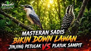 Download lagu MASTERAN SADIS!!! BIKIN TURUN LAWAN JINJING PETULAK VS PLATUK SAMPIT GACOR  mp3