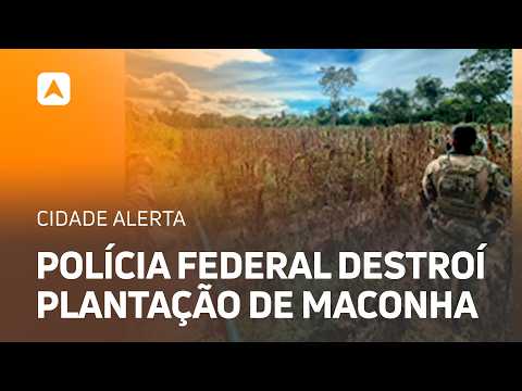 PF destroí plantação de maconha na zona rural de Juazeiro do Piauí