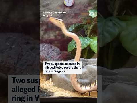 2 suspects arrested in alleged Virginia Petco reptile theft