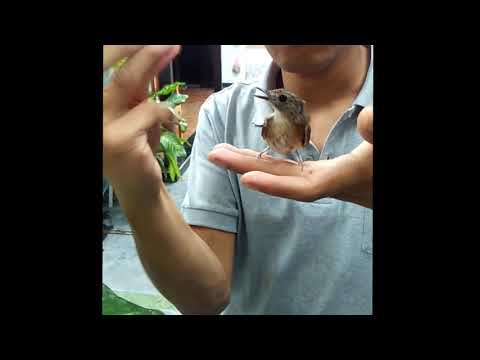 SRDC Jinak Gacor (Sikatan Rimba Dada Coklat) Lokal Hutan Wonosalam, Jombang | Cara Penjinakan Burung