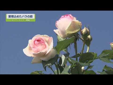 バラの茂みを水中で切る：1か月で結果を保証するステップバイステップガイド！  庭園