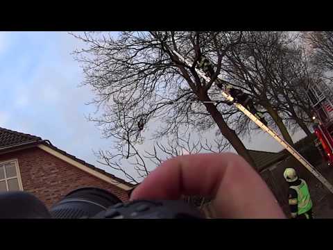 Brandweer redt kat uit boom Drunen