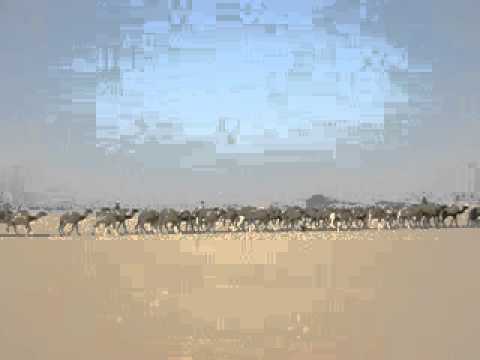 Salt caravan coming from Agadez to Fachi, Tenere, Niger