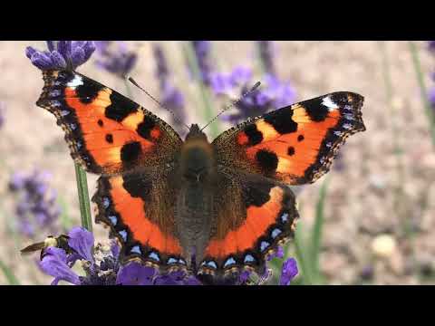 The Coolin  or An Chúilfhionn