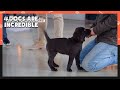 Same situation, but different behavior (Dogs are incredible) | KBS WORLD TV 210113