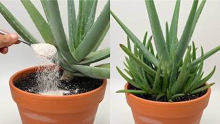 Just Sprinkle Once! Aloe Plant Immediately Grows Many Small Plants And Grows All Year Round