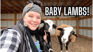 Welcome to Paragon Ridge Ranch: Meet Our Adorable Baby Lambs & Life on the Farm!