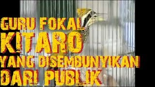 Download lagu Burung platuk masteran murai KITARO ngekek panjang tembakan mp3 Download lagu Burung platuk masteran murai KITARO ngekek panjang tembakan mp3