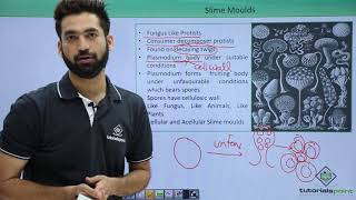 Class 11th – Kingdom Protista - Slime Moulds | Biological Classification | Tutorials Point