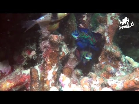 Yap - Mandarin Dive, Mandarinfish Ledge (Rainbow Reef),Mikronesien