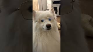 Samoyed Puppies Videos