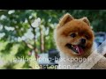 Site similar to backpage Sites like backpage Alternative to backpage