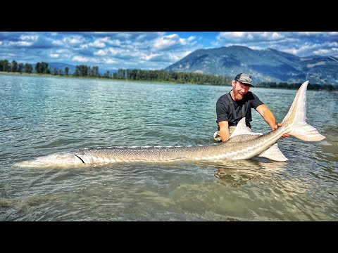 Ich fange den größten Fisch der Welt im Süßwasser!
